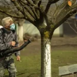 Mivel kell permetezni a gyümölcsfákat?