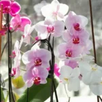 Mikor kell átültetni az orchideát?