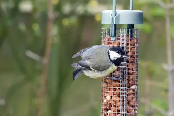 Mikor kell elkezdeni etetni a madarakat?