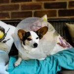 Mikor kell ivartalanítani a nőstény kutyát?