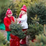 Mennyibe kerül idén a karácsonyfa? – Friss árak és trendek